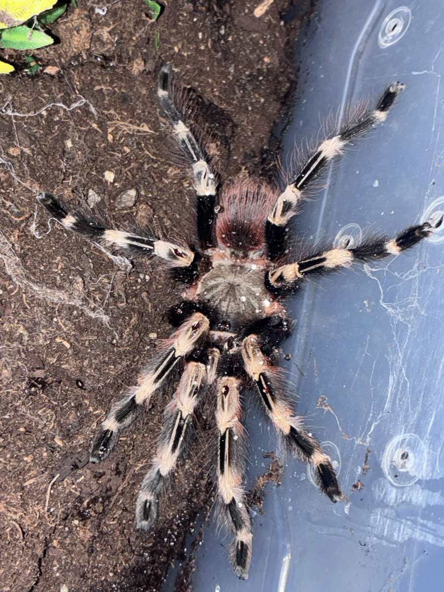 Vitalius chromatus on the side of its enclosure, black legs with white stripes