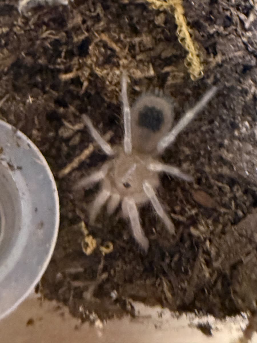 A small Homoeomma chilense on dark substrate, pale cream all over with a dark patch on top of the abdomen, beside the rim of a water dish.