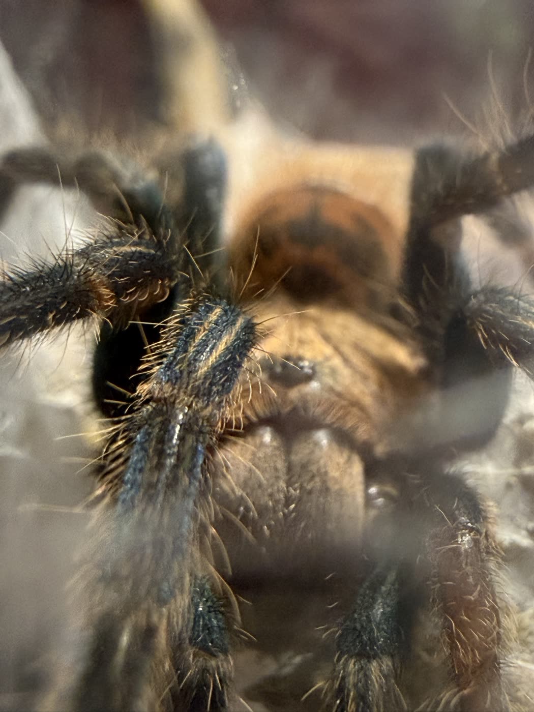 A close view of a Chromatopelma cyaneopubescens, legs dark with cream stripes running along them and a warm brown carapace behind.