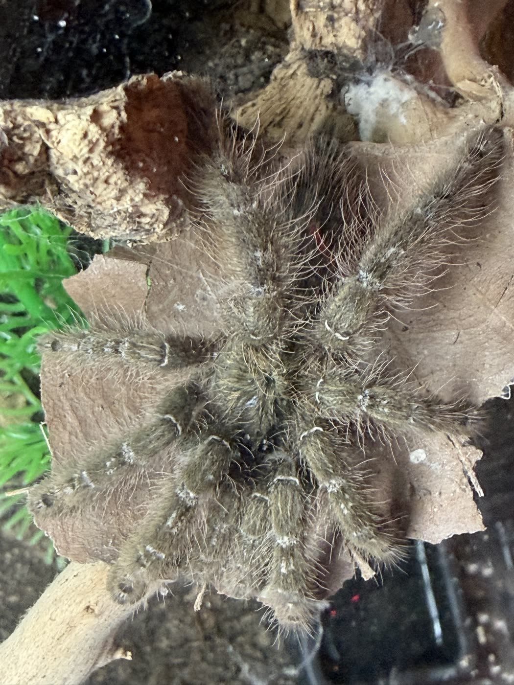 A Heteroscodra maculata seen from above on cork bark, gray-brown and densely haired, with pale bands on the legs.