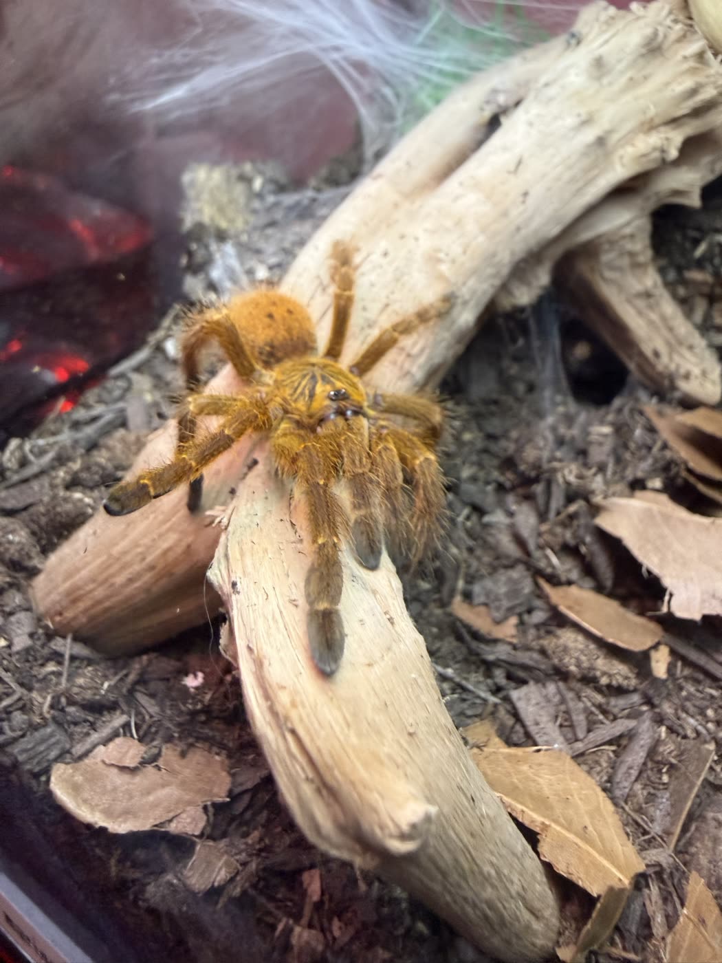 A Pterinochilus murinus standing on a piece of driftwood, orange all over with dark brown tarsi at the end of each leg.