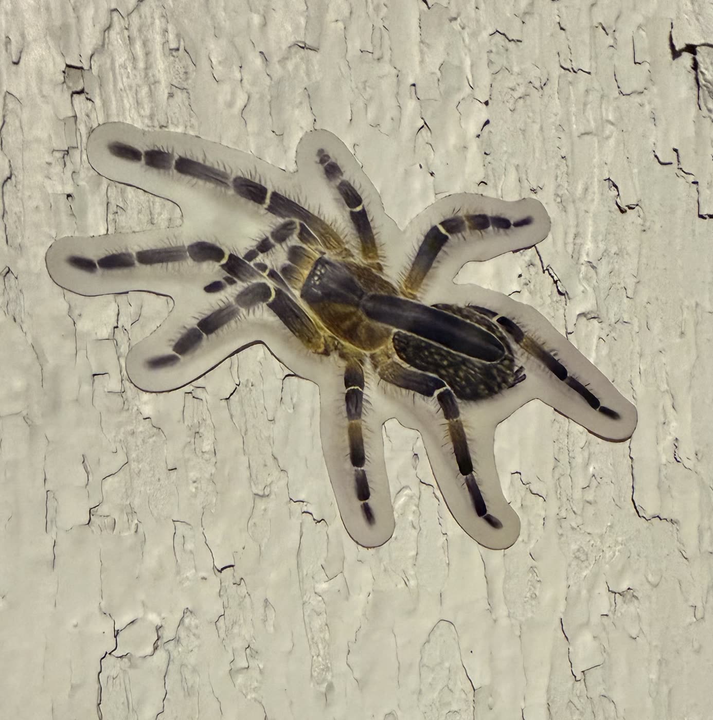 A die-cut vinyl sticker of a Ceratogyrus attonitifer stuck on weathered white painted wood. The tarantula has dark banded legs, a mottled olive and black body, and a long horn curving back from the carapace over the abdomen.
