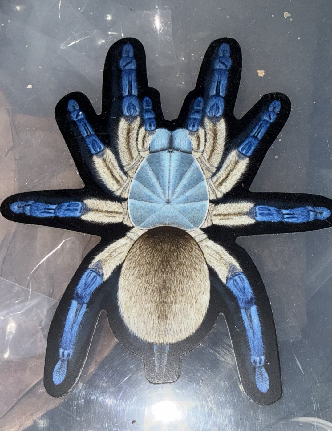 A die-cut vinyl sticker of a Monocentropus balfouri, blue legs with cream femora and a golden abdomen, stuck on the lid of a clear plastic supply box.
