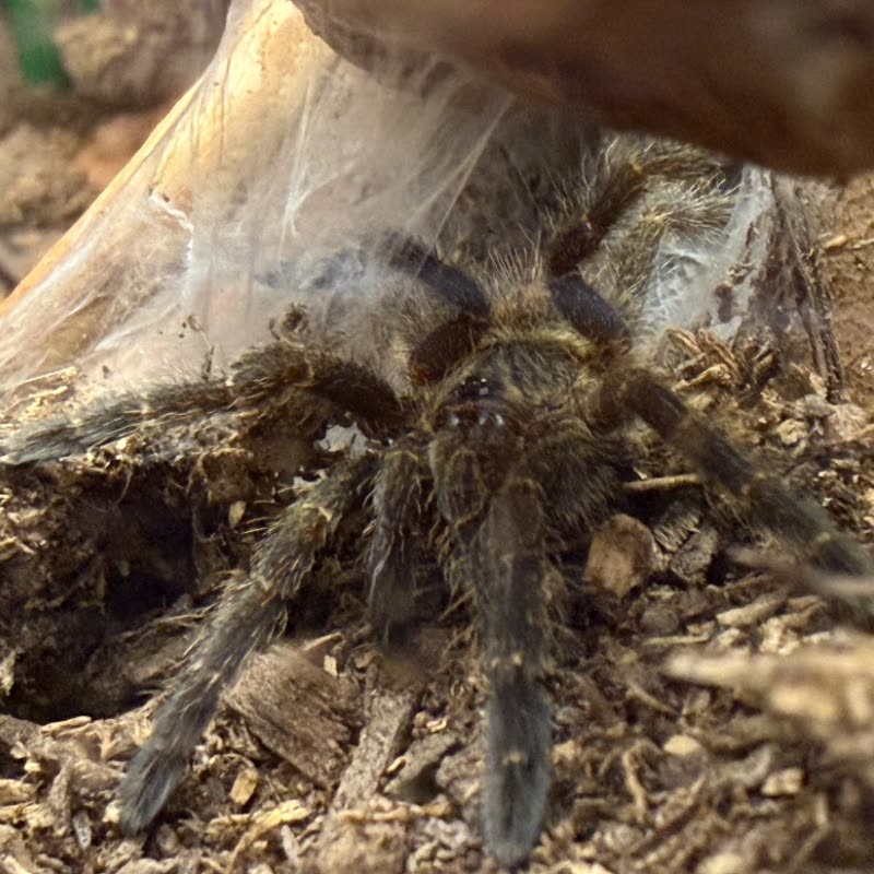 A Pterinochilus murinus 'Mikumi' at the mouth of its cork bark hide, with thick webbing spun across the opening and wood chip substrate below.